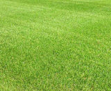 J 4Turf 50 pre-winter overseeding grass seed - on this page