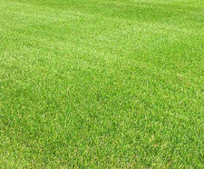 J 4Turf 50 pre-winter overseeding grass seed