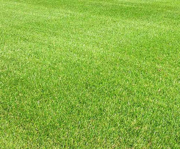 J 4Turf 50 pre-winter overseeding grass seed
