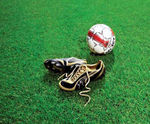 J Multi Sport seed mix for sports fields, cricket and athletics
