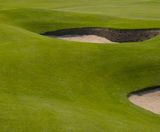 J Links salt-tolerant seed mix for golf greens, tees and fairways - on this page