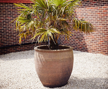 Giant old ironstone planter
