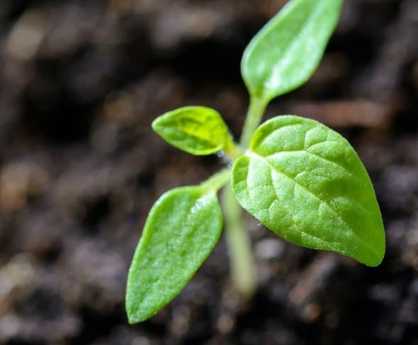 PAS100 peat-free organic compost