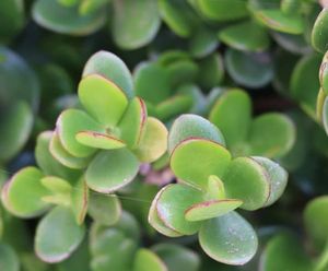 Extensive Green Roof Substrate
