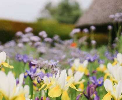 Low Fertility Soil for wildflower planting