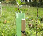 Vigilis standard photodegradable tree shelters