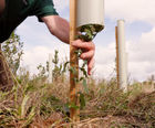 Tree shelters protect young trees - Broughton