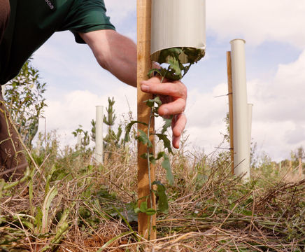 Tree shelters protect young trees - Broughton