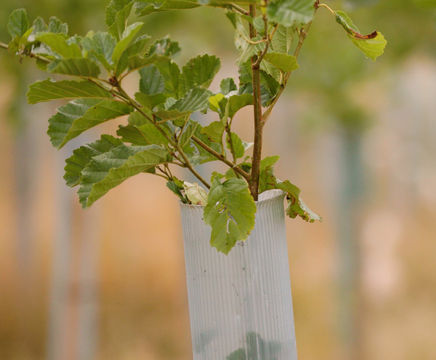 Vigilis tree shelters - Junction 10a, M20