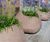 Coast Planter - sculptural organic concrete street planter 1