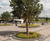 Architectural concrete tree surrounds, Dronten Station 0