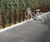 Guardia Cycle Stand 1