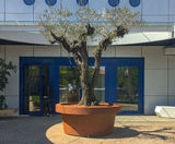 Introducing the Size Planter - on this page