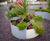 Black and white planters brighten central community area 2