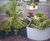 Black and white planters brighten central community area 9