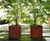 Dahlia - square steel planters for commercial outdoor spaces 0