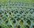 GrassProtecta heavy-duty PU grass reinforcement mesh 1