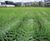 GrassProtecta heavy-duty PU grass reinforcement mesh 4