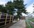 Tree root protection on access road at Royal Botanic Gardens 4