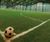 SPORTEC® Team Arena underlay for indoor artificial turf 1