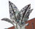 Tree and Bud sculptures - Christies Cancer Care Centre 0