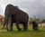 Elephant sculptures for Ebbsfleet 0