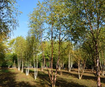 Field grown trees