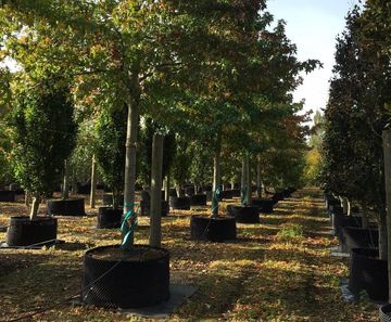 Contract tree growing and tree tagging