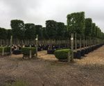 Container grown trees