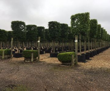 Container grown trees