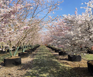 Multi stem trees