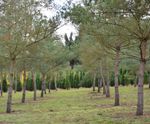 Semi mature conifers