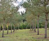 Semi mature conifers - on this page