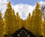 Fastigiate trees - on this page