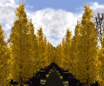Fastigiate trees