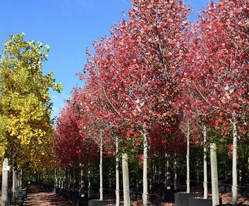 Semi mature trees