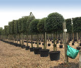 Container grown pleached trees - on this page