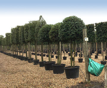 Container grown pleached trees