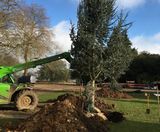 300 trees planted at estate in Essex - on this page