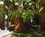 Atlas (CT) Planter - corten steel outdoor garden plant container 2
