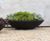 Ceder Planter - lightweight fibreglass outdoor garden plant pot 7