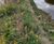 Reinforced vegetated wall system for Aire riverbank  7