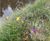 Reinforced vegetated wall system for Aire riverbank  8
