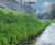 Vegetated wall for riverbank flood protection works 3