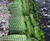 Vegetated wall for riverbank flood protection works 2
