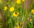 Vegetated wall system reinforces bank at Glasgow park 5