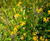 Vegetated wall system reinforces bank at Glasgow park 7