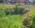 Rootlok Vegetated Headwalls 9