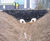 Rootlok Vegetated Headwalls 10