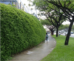 Flex MSE vegetated wall system reprofiles retail land